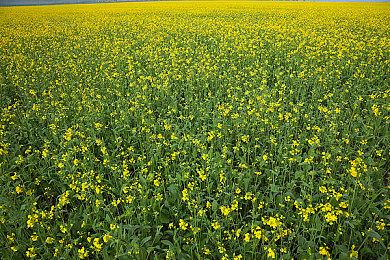 2024年MTC评分最高三大游戏 两个是索尼PS独占